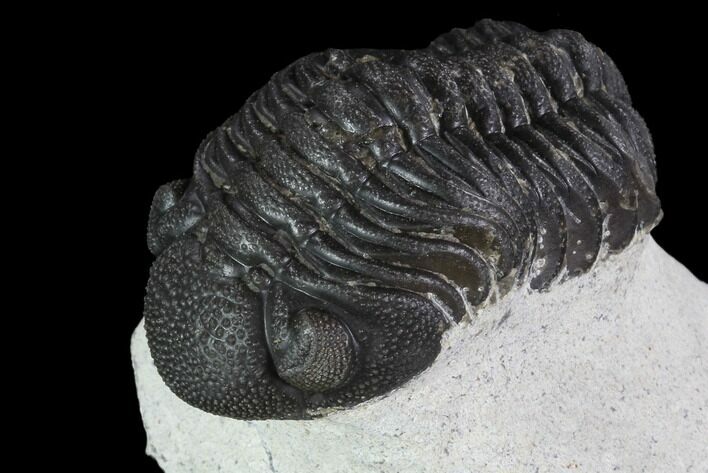 Detailed, Morocops Trilobite - Visible Eye Facets #92318